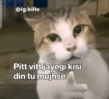 Cat I Will Kiss You GIF