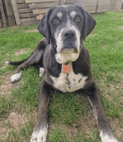 Dog GIF
