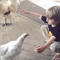 Hug Chicken GIFs - Find & Share on GIPHY