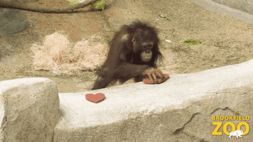Valentines Day Love GIF by Brookfield Zoo