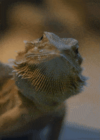 central bearded dragon lizard GIF by Head Like an Orange