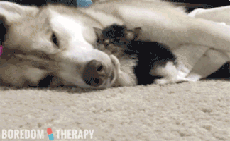 kitty cuddle GIF