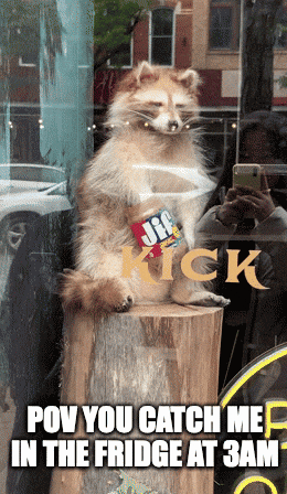 18 Fantastically Derpy Animal Gifs To Get You Ready For The New