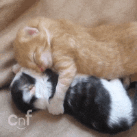 Aww Kittens GIF