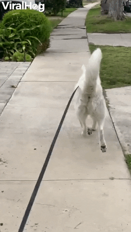 Happy Doggy Strolls Along With His Signature Swagger GIF by ViralHog