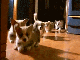 Puppies gif
