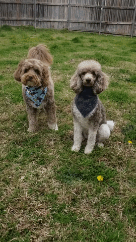 Lets Go Cute Dogs GIF by Geekster Pets