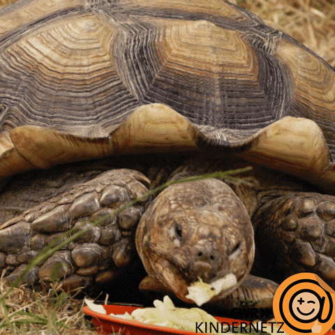 Hungry Turtle GIF by SWR Kindernetz