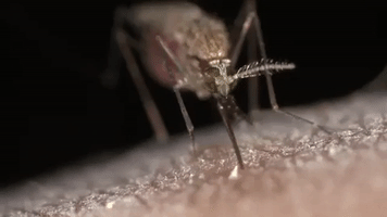 Man Vs Mosquito GIF by Discovery