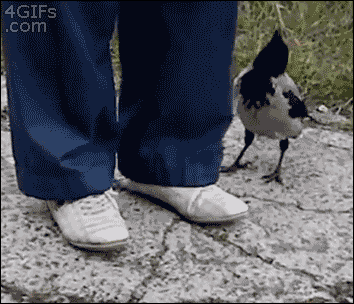 giphy-tumblr.gif