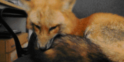 fox want GIF