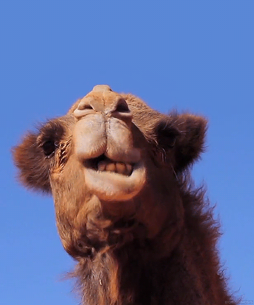 Resultado de imagem para camelo gif
