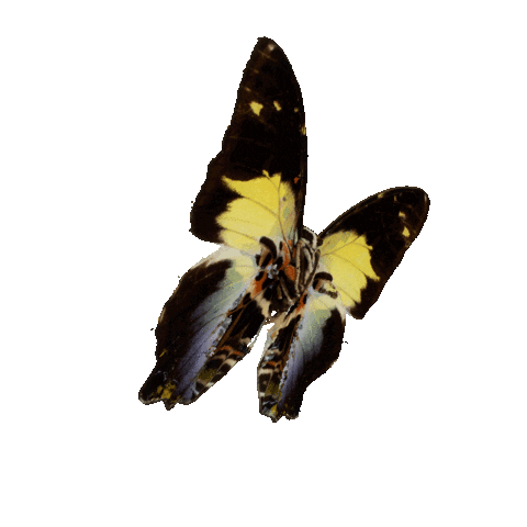 Butterfly Sticker