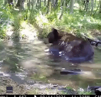 Bear Splashes Around in Lake Tahoe Pond