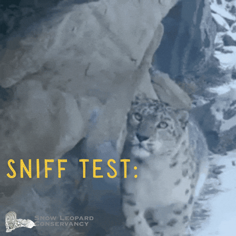Snow Leopard Conservancy GIF