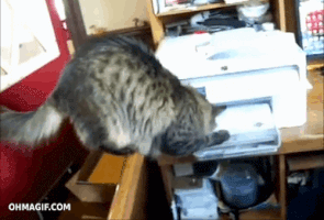 cat office GIF