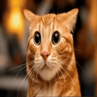 Cat Car GIF