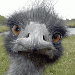 Image result for ostrich gifs