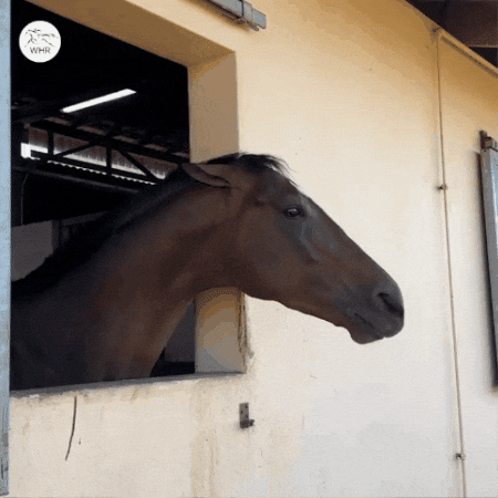 South Africa Lunch GIF by World Horse Racing