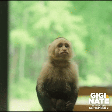 reaction monkey gif