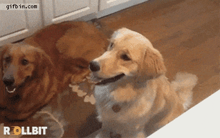 Bitcoin GIF