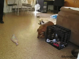 fat wiener GIF