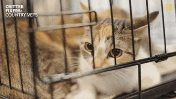National Geographic Cat GIF by Nat Geo Wild