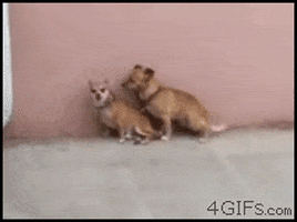 Video gif. Two small dogs stand next to a wall, one dog behind the other, appearing to hump the space between them.