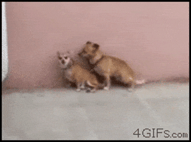 Video gif. Two small dogs stand next to a wall, one dog behind the other, appearing to hump the space between them.