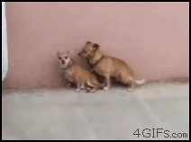 Fail Doggy Style GIF - Find & Share on GIPHY