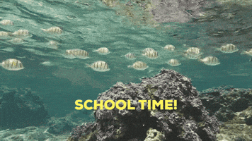 Coral Reef School GIF by U.S. Fish and Wildlife Service
