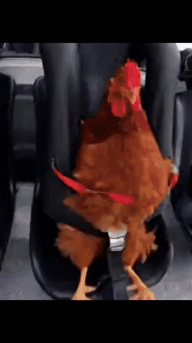 Chicken GIF