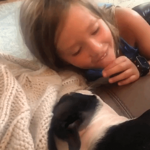 Boston Terrier Kiss GIF by Storyful
