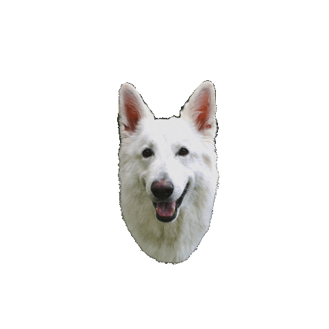 Dogs Love Sticker