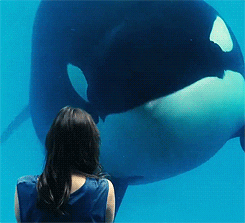  yes killer whale GIF