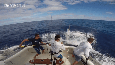 Fish jumping GIFs - Get the best GIF on GIPHY