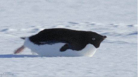 neige snow pingouin
