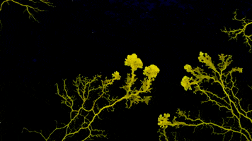 Slime Mold GIF by Science Friday