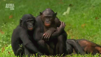Image result for 2 chimps gifs