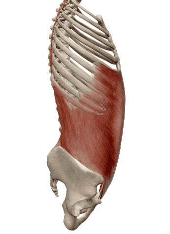 Physiocenter Sticker