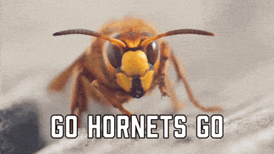 Hornet's meme gif