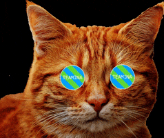 Cat Hypnosis GIF by Teamina