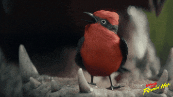 Bird Doritos GIF by Cheetos