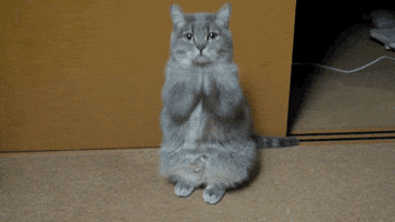 cat wtf GIF by Dillon Francis