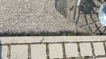 Nimos GIF