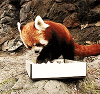 Excited Red Panda Gif By Oregon Zoo Find Share On Giphy