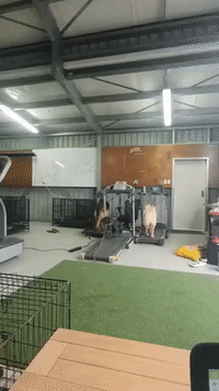 Staffie Expertly Cheats the Treadmill at Auckland Dog Training Facility