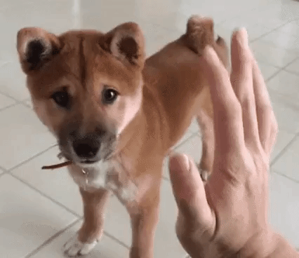 Doge Puppy Gifs Get The Best Gif On Giphy