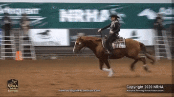 Reining Plus One GIF by Silver Spurs Equine