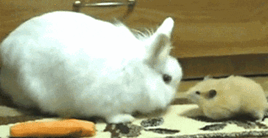 rabbit mouse thief thug carrot